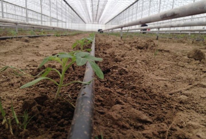 Holdinq 2,5 hektar sahədə istixanalarını istifadəyə verdi