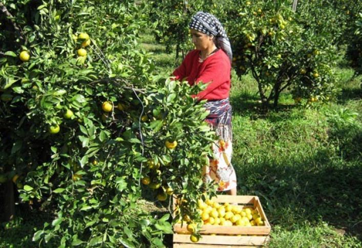 Bu il Azərbaycanda daha az naringi yığılacaq