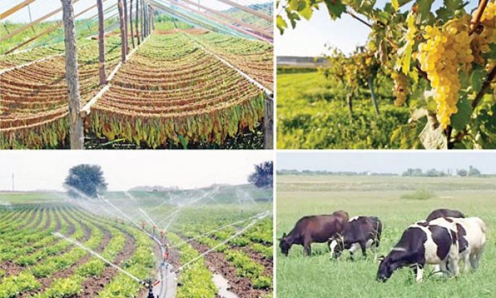 Fermerlər aqrar kredit üçün onlayn müraciət edə biləcəklər