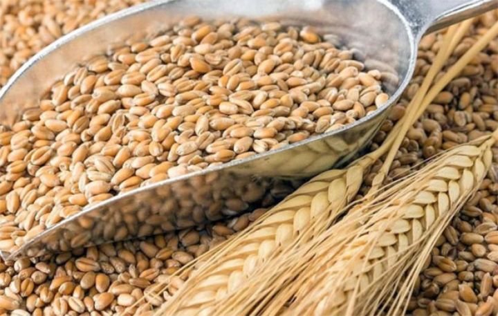 Buğda üzrə əkin subsidiyası müəyyən olunub