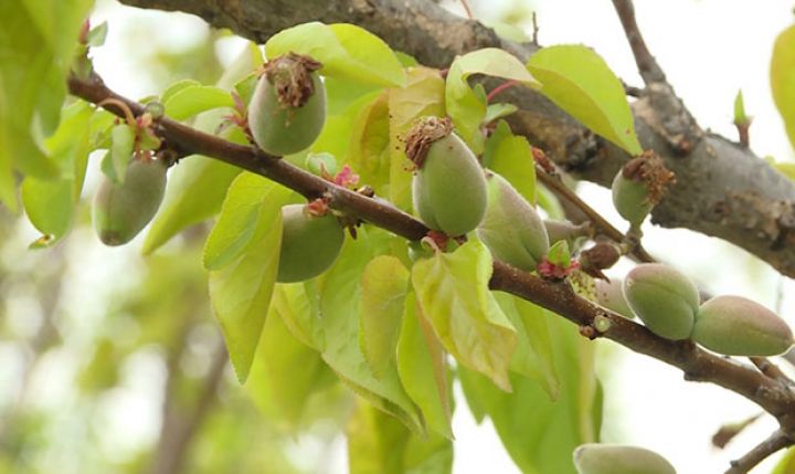Bir ərik ağacından 200-250 manat gəlir gözlənilir - MƏHSUL BOLDUR