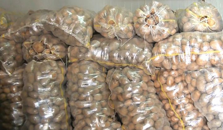 Şərurda ilk dəfə olaraq istixana şəraitində kartof əkilib