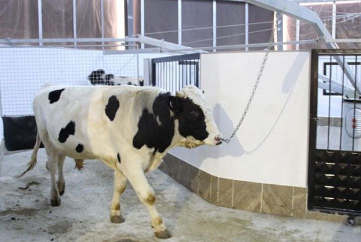 Azərbaycanda heyvandarlıqla bağlı Toxum Bankı yaradılır