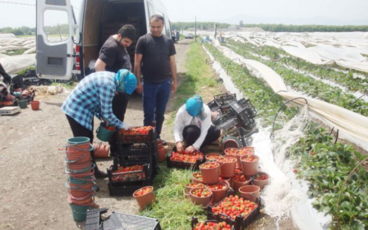 Bakıdan rayonuna qayıdıb çiyələk yetişdirir