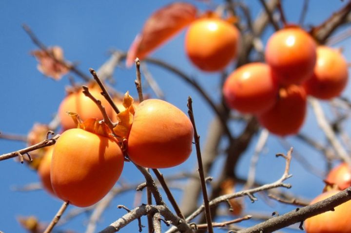 Bol məhsul yetişdirilib, Rusiya və Ukraynaya ixrac olunur