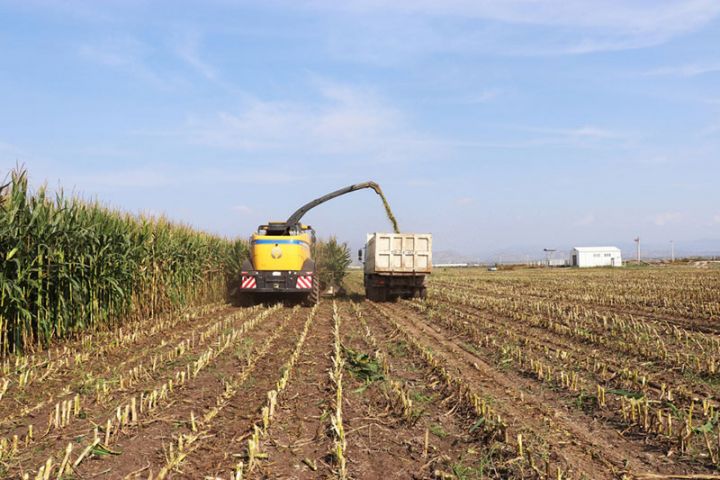 Layihə dəyəri 18 milyon manatdır, hazırda 200-ə yaxın daimi işçi çalışır