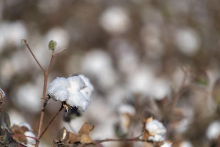 "Bu cür hava şəraiti davam etsə zərərlə üzləşəcəyik"
