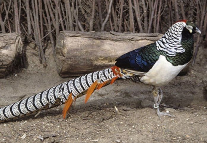 Meşədən tutdu, artırdı, indi birini 25-50 manata satır