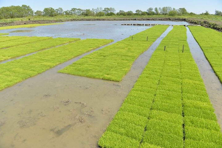 Bu il Lənkəranda 1000 hektar sahədə çəltik əkiləcək