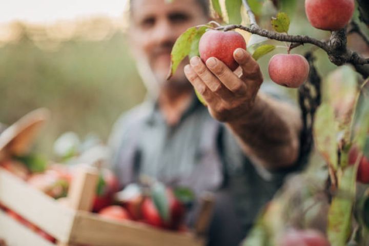 "1 hektar meyvə bağı 1 hektar taxıl  sahəsindən daha çox gəlir gətirir"