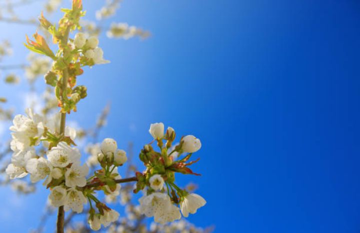 Bakıda hava şəraitinin əsasən yağmursuz keçəcəyi gözlənilir - Aprelin 7-də gözlənilən hava şəraiti